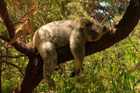 Australian Animals, Seascape And Sunset Photography Tour - Hervey Bay Accommodation 1