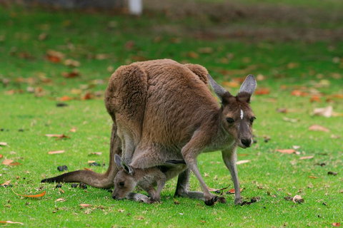Australian Animals, Seascape And Sunset Photography Tour - Hervey Bay Accommodation 2