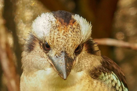 Australian Animals, Seascape And Sunset Photography Tour - Hervey Bay Accommodation 3