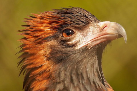 Australian Animals, Seascape And Sunset Photography Tour - Hervey Bay Accommodation 4