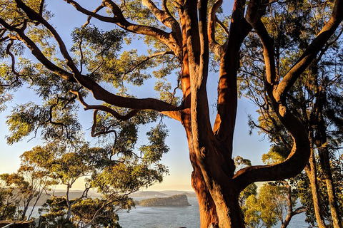 Manly & Sydney's Northern Beaches With 'Personalised Sydney Tours' - Tourism Hervey Bay 4