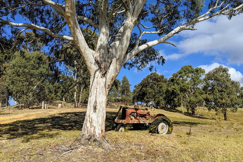 Blue Mountains Private Tour - Wild Kangaroos, Waterfalls And The Three Sisters - Hervey Bay Accommodation 1