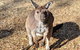 Blue Mountains Private Tour - Wild Kangaroos, Waterfalls And The Three Sisters - thumb 2