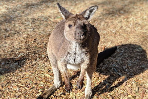 Blue Mountains Private Tour - Wild Kangaroos, Waterfalls And The Three Sisters - Hervey Bay Accommodation 2