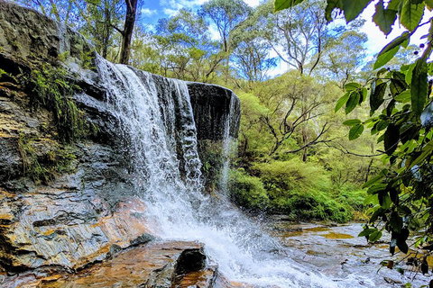 Blue Mountains Private Tour - Wild Kangaroos, Waterfalls And The Three Sisters - Hervey Bay Accommodation 5