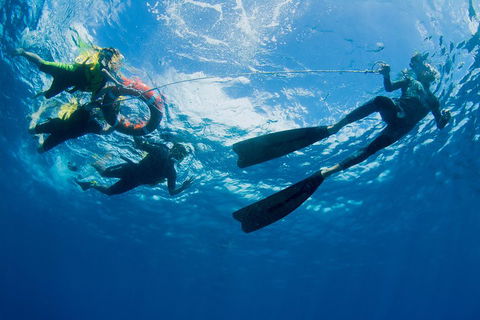 Passions Of Paradise Great Barrier Reef Snorkel And Dive Cruise From Cairns By Luxury Catamaran - Tourism Hervey Bay 2