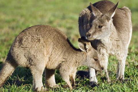 LGBT+ Friendly Full Day Phillip Island Private Tour - Tourism Hervey Bay 3
