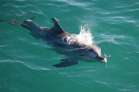 Jervis Bay Dolphin Watch Cruise - Tourism Hervey Bay 1