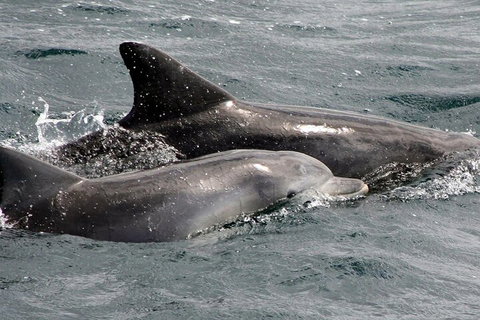 Jervis Bay Dolphin Watch Cruise - Tourism Hervey Bay 2