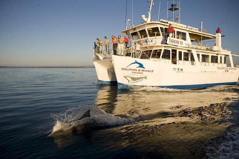 Jervis Bay Dolphin Watch Cruise - Tourism Hervey Bay 3