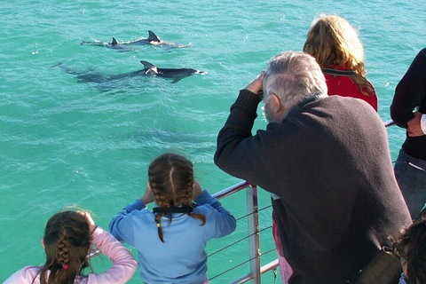 Jervis Bay Dolphin Watch Cruise - Tourism Hervey Bay 4