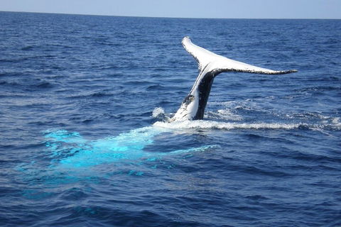 Whale Watching Jervis Bay - Hervey Bay Accommodation 0