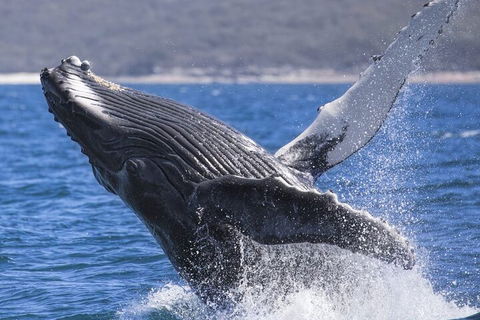 Whale Watching Jervis Bay - Hervey Bay Accommodation 2