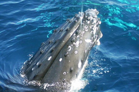 Whale Watching Jervis Bay - Hervey Bay Accommodation 3