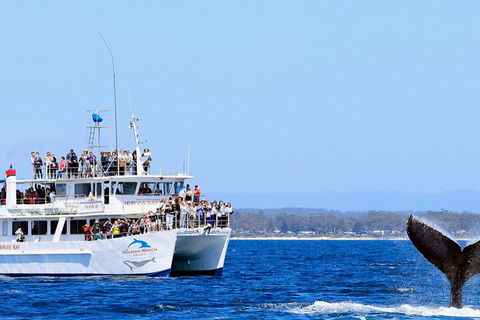 Whale Watching Jervis Bay - Hervey Bay Accommodation 4