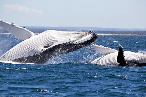 Whale Watching Jervis Bay - Hervey Bay Accommodation 5
