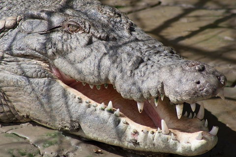 Whitsunday Crocodile Safari Including Lunch - Hervey Bay Accommodation 1