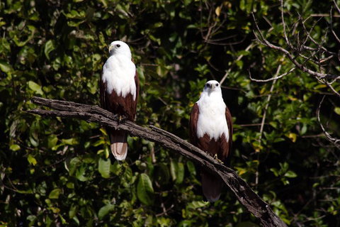 Whitsunday Crocodile Safari Including Lunch - Hervey Bay Accommodation 2