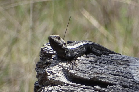 Inside The Greater Blue Mountains World Heritage - A Private Wildlife Safari Overnight - Hervey Bay Accommodation 2