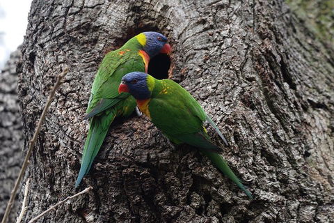 Private Blue Mountains Insider Tour From Sydney - Tourism Hervey Bay 3