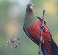 Inside the Greater Blue Mountains World Heritage - A Wildlife Safari Overnight - Hervey Bay Accommodation