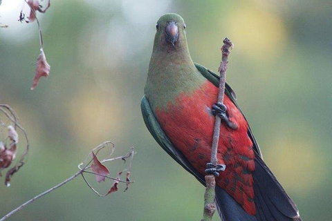 Inside The Greater Blue Mountains World Heritage - A Wildlife Safari Overnight - Hervey Bay Accommodation 0