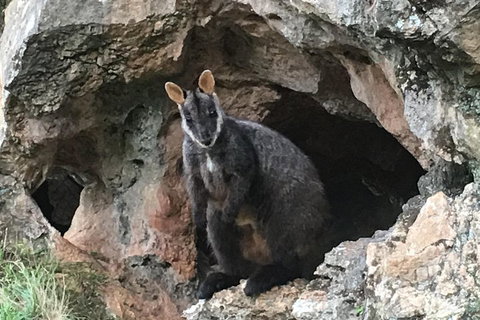 Inside The Greater Blue Mountains World Heritage - A Wildlife Safari Overnight - Hervey Bay Accommodation 1