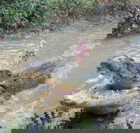 Top End Waterfalls and Wetlands - Hervey Bay Accommodation