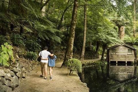 Discover Tour: Dandenong Ranges & William Ricketts Sanctuary - Hervey Bay Accommodation 0