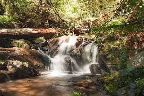 Discover Tour: Dandenong Ranges & William Ricketts Sanctuary - Hervey Bay Accommodation 1