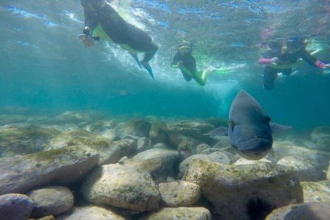 Manly And Shelly Beach Snorkeling Tour - Tourism Hervey Bay 0