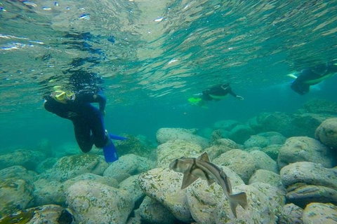 Manly And Shelly Beach Snorkeling Tour - Tourism Hervey Bay 1