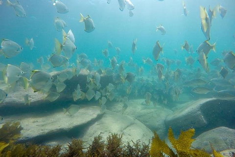 Manly And Shelly Beach Snorkeling Tour - Tourism Hervey Bay 2