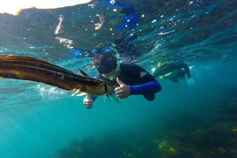 Manly And Shelly Beach Snorkeling Tour - Tourism Hervey Bay 3
