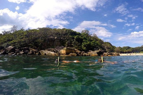 Manly And Shelly Beach Snorkeling Tour - Tourism Hervey Bay 4