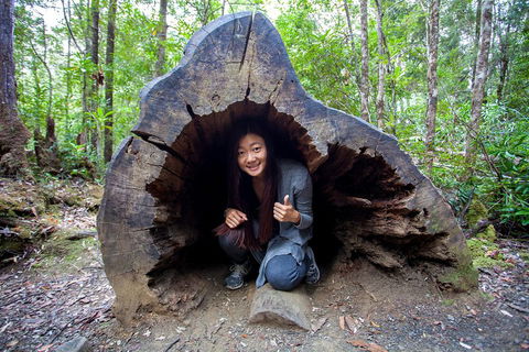 Tahune Airwalk Active Day Trip From Hobart Including Hastings Caves - Tourism Hervey Bay 2