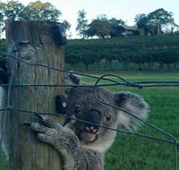 The Secret Vines Experience Port Macquarie - Hervey Bay Accommodation