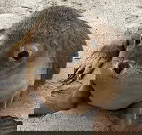 Kangaroo Island Scenic Trail Tour - Hervey Bay Accommodation