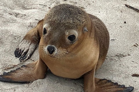 Kangaroo Island Scenic Trail Tour - Tourism Hervey Bay 0