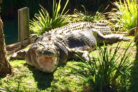 Central Coast Private Tour From Sydney, With Australian Reptile Park Option - Hervey Bay Accommodation 4