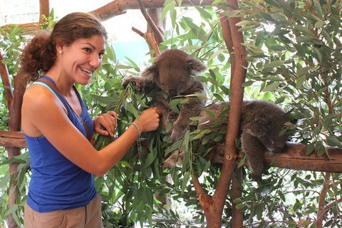 Pinnacles Desert, Koalas And Sandboarding 4WD Day Tour From Perth - Tourism Hervey Bay 5