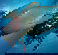 Great Barrier Reef Snorkeling and Diving Cruise from Cairns - Hervey Bay Accommodation