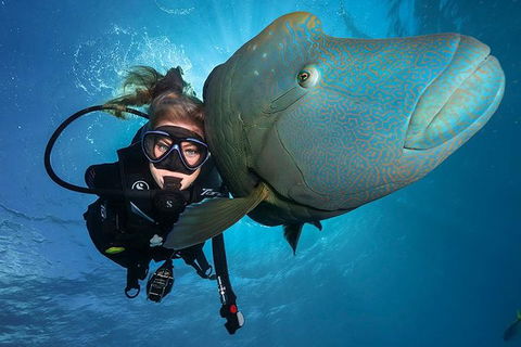 Great Barrier Reef Snorkeling And Diving Cruise From Cairns - Tourism Hervey Bay 0