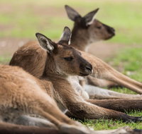 Private Ballarat and Sovereign Hill Tour from Melbourne - Hervey Bay Accommodation