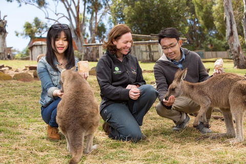Bonorong Wildlife Park And Richmond Afternoon Tour From Hobart - Hervey Bay Accommodation 1
