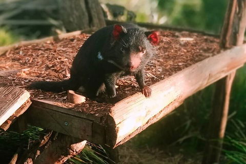 Bonorong Wildlife Park And Richmond Afternoon Tour From Hobart - Hervey Bay Accommodation 4