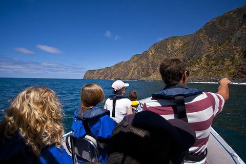 Seal Island Boat Tour From Victor Harbor - Hervey Bay Accommodation 0