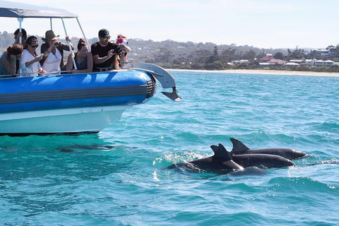 Seal Island Boat Tour From Victor Harbor - Hervey Bay Accommodation 5