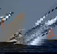 Sydney Harbour Tall Ship Whale  Sail - Whale Watching Cruise - Tourism Hervey Bay