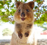 Discover Rottnest with Ferry  Bus Tour from Perth or Fremantle - Hervey Bay Accommodation